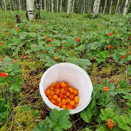 Syoetteen Helmi - Loistosijainti! Syöte